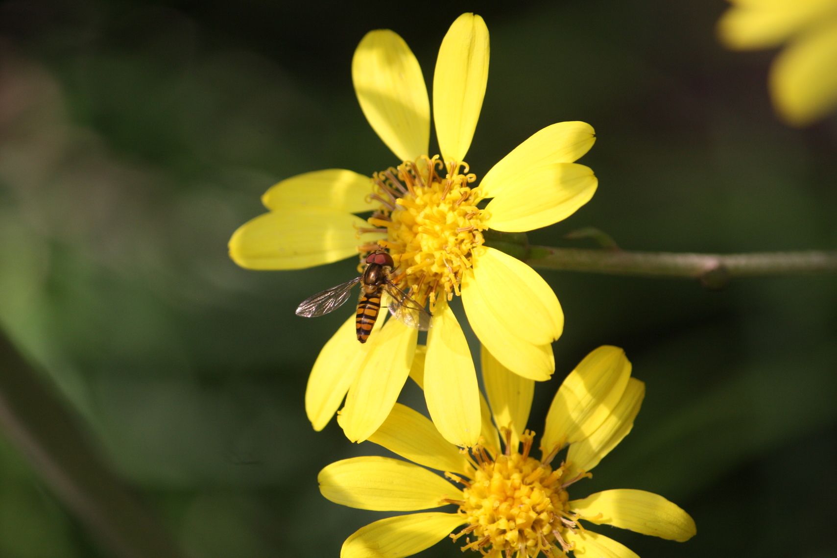 �����i�i���R�Ƃ̂ӂꂠ���j