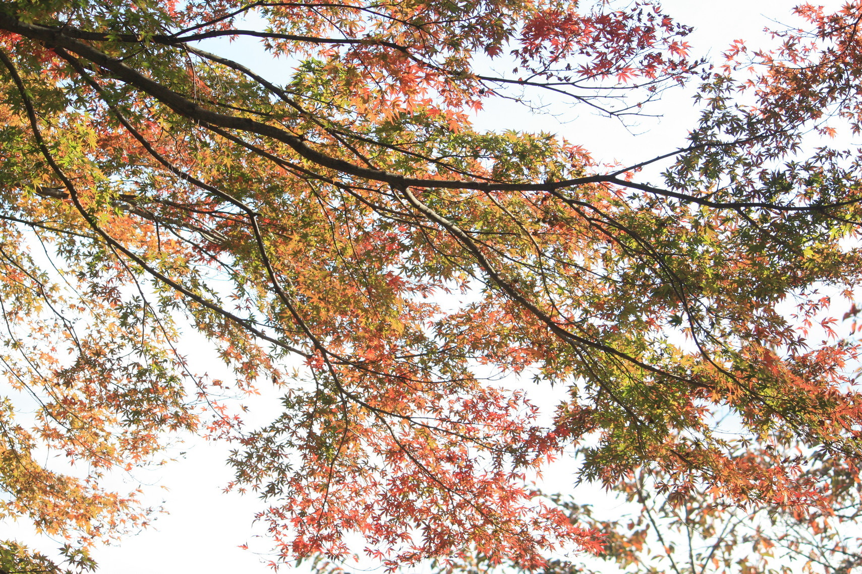 �����i�i���R�Ƃ̂ӂꂠ���j