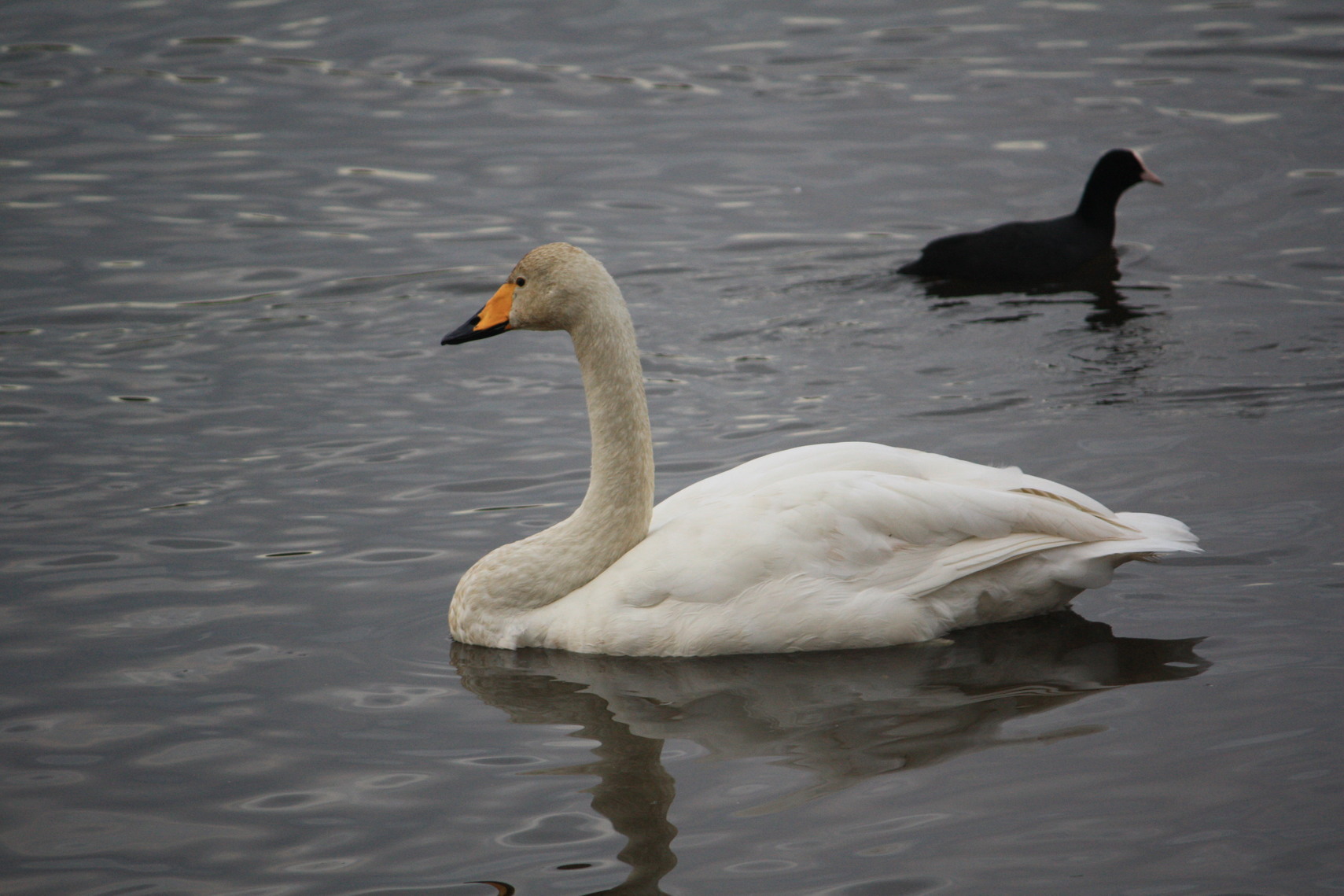 �����i�i���R�Ƃ̂ӂꂠ���j