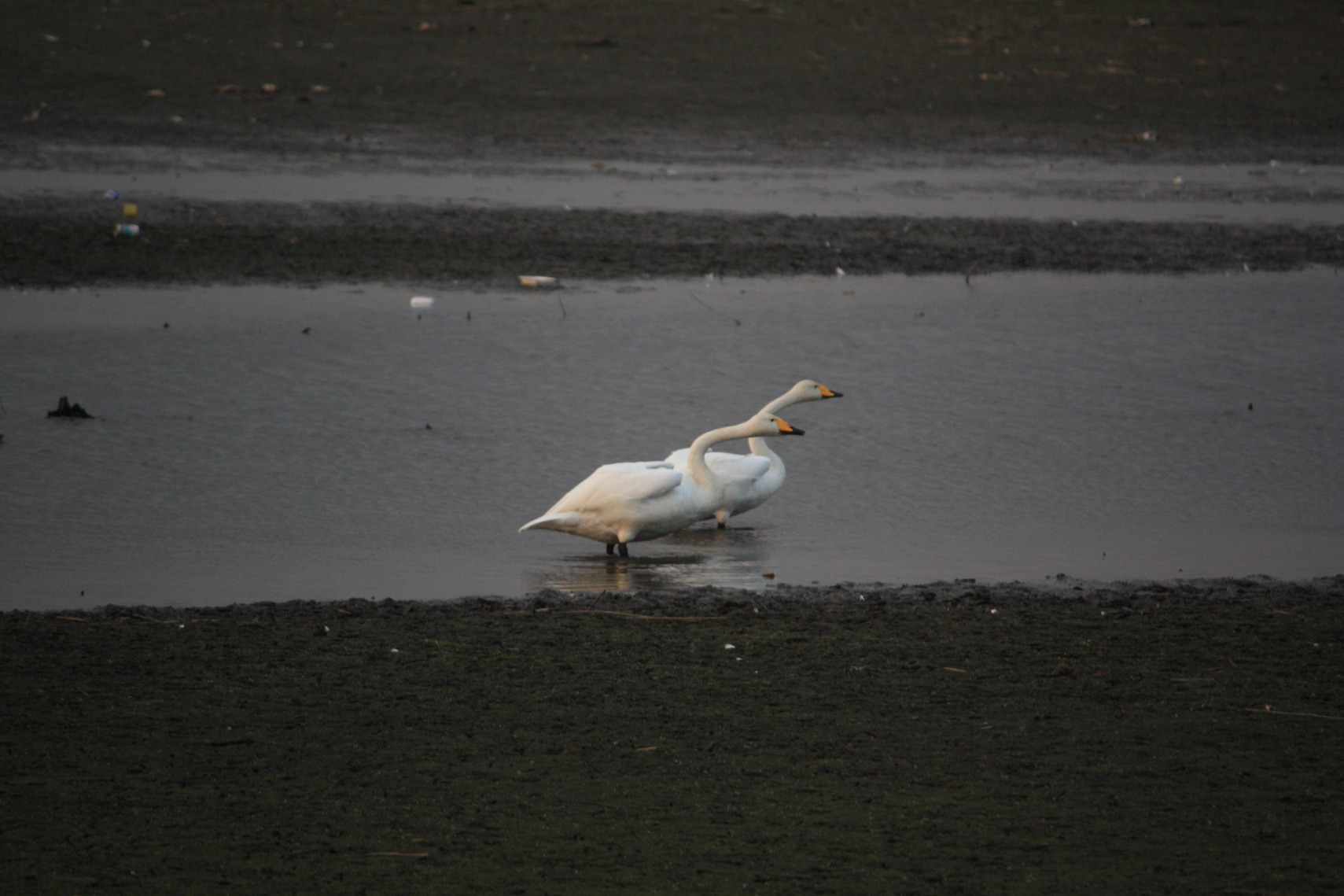 �����i�i���R�Ƃ̂ӂꂠ���j