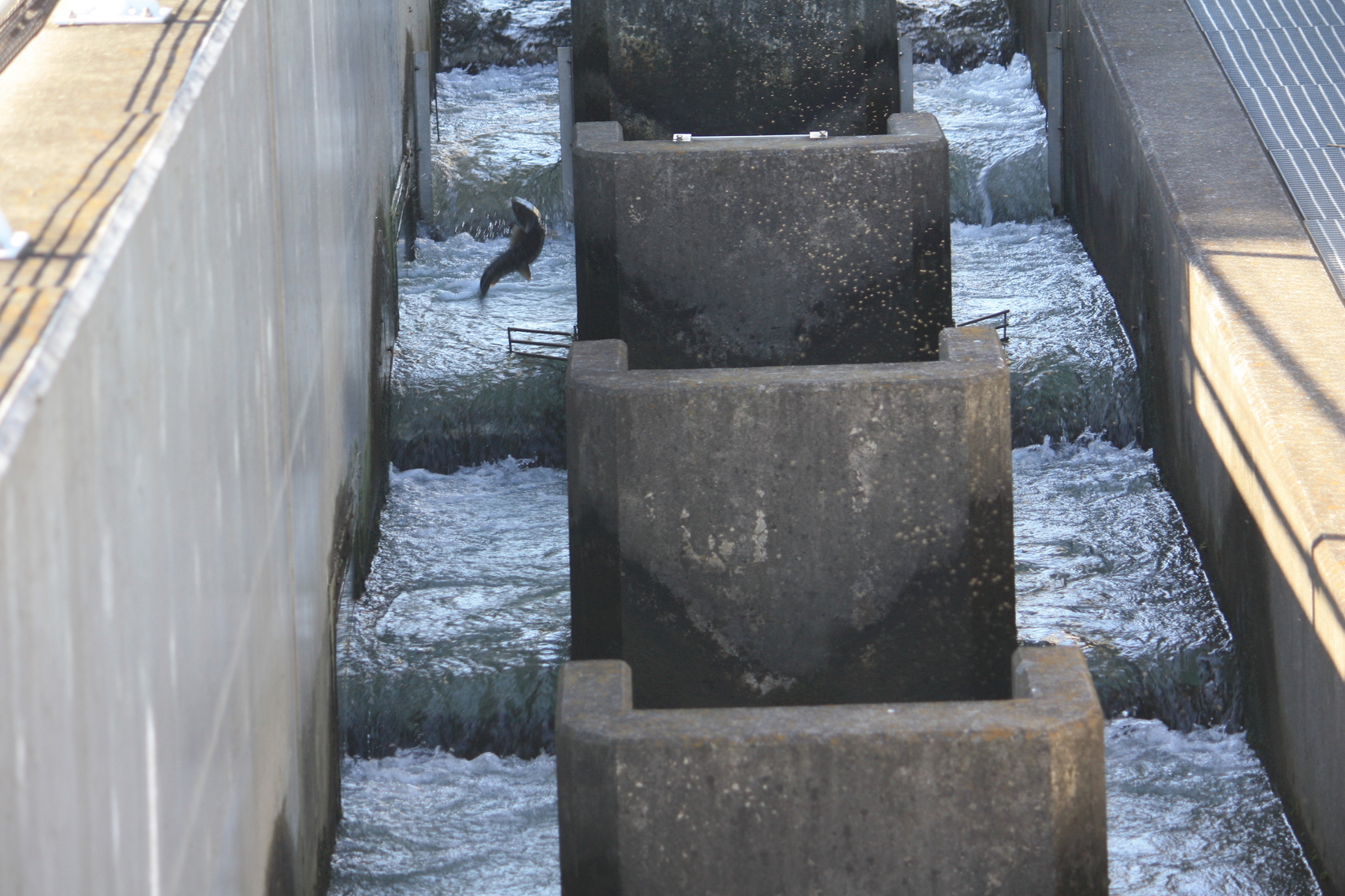 �����i�i���R�Ƃ̂ӂꂠ���j