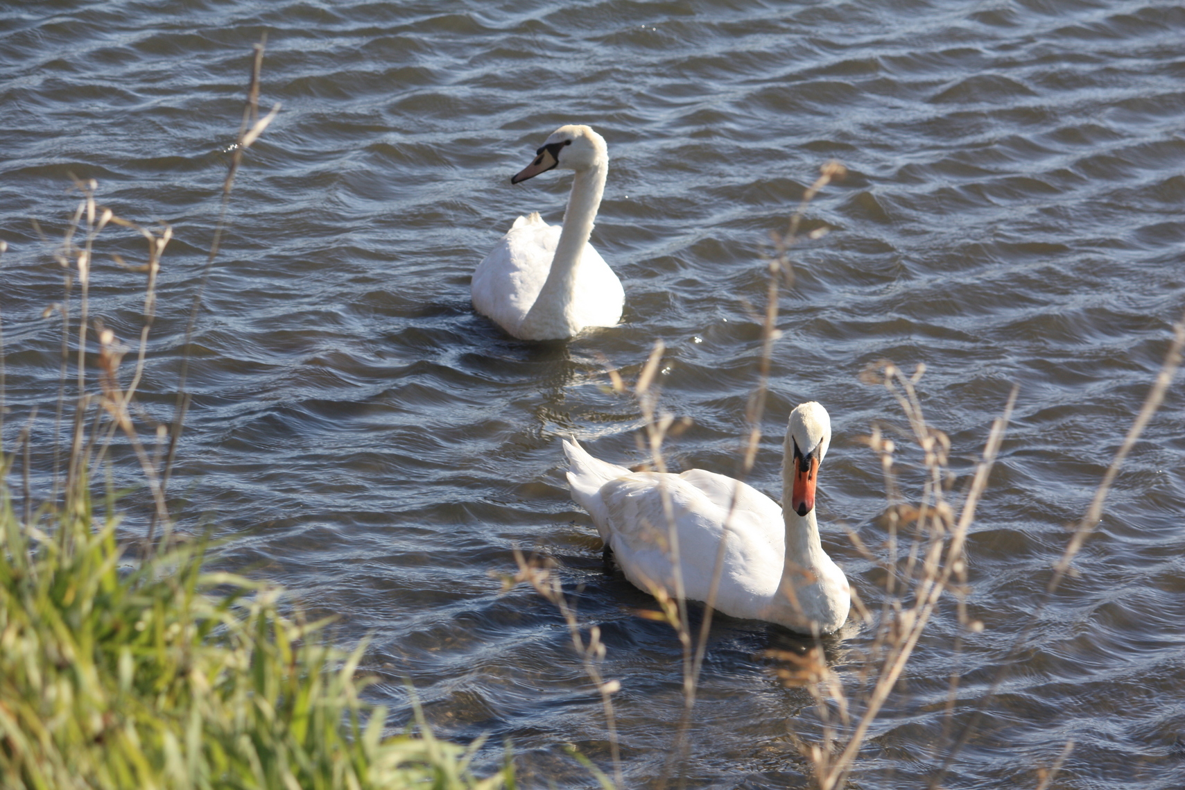 �����i�i���R�Ƃ̂ӂꂠ���j