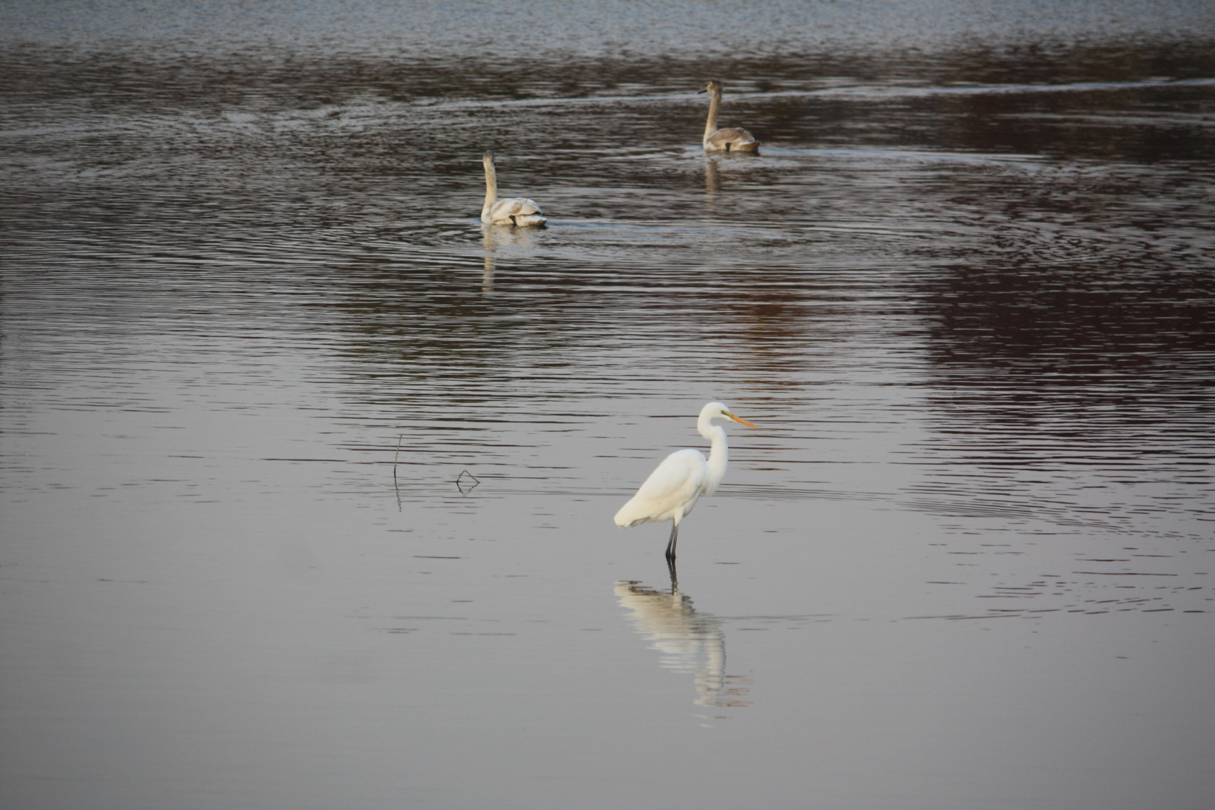 �����i�i���R�Ƃ̂ӂꂠ���j