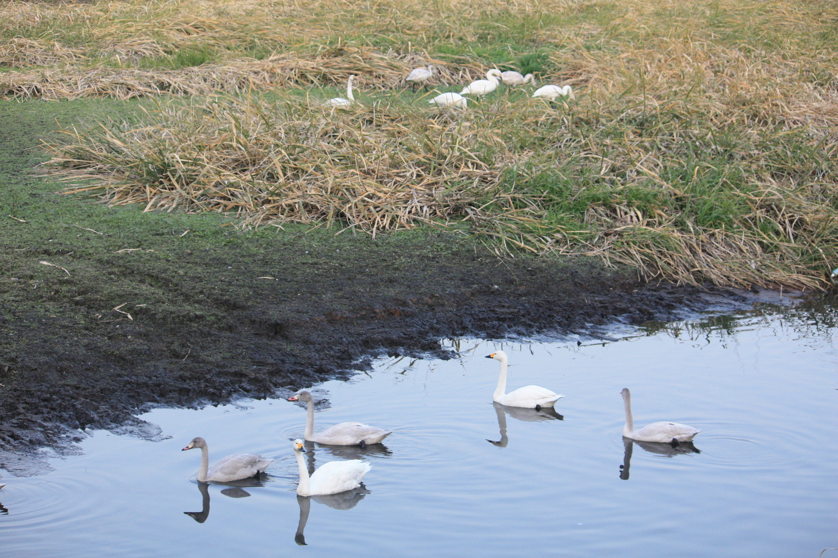 �����i�i���R�Ƃ̂ӂꂠ���j