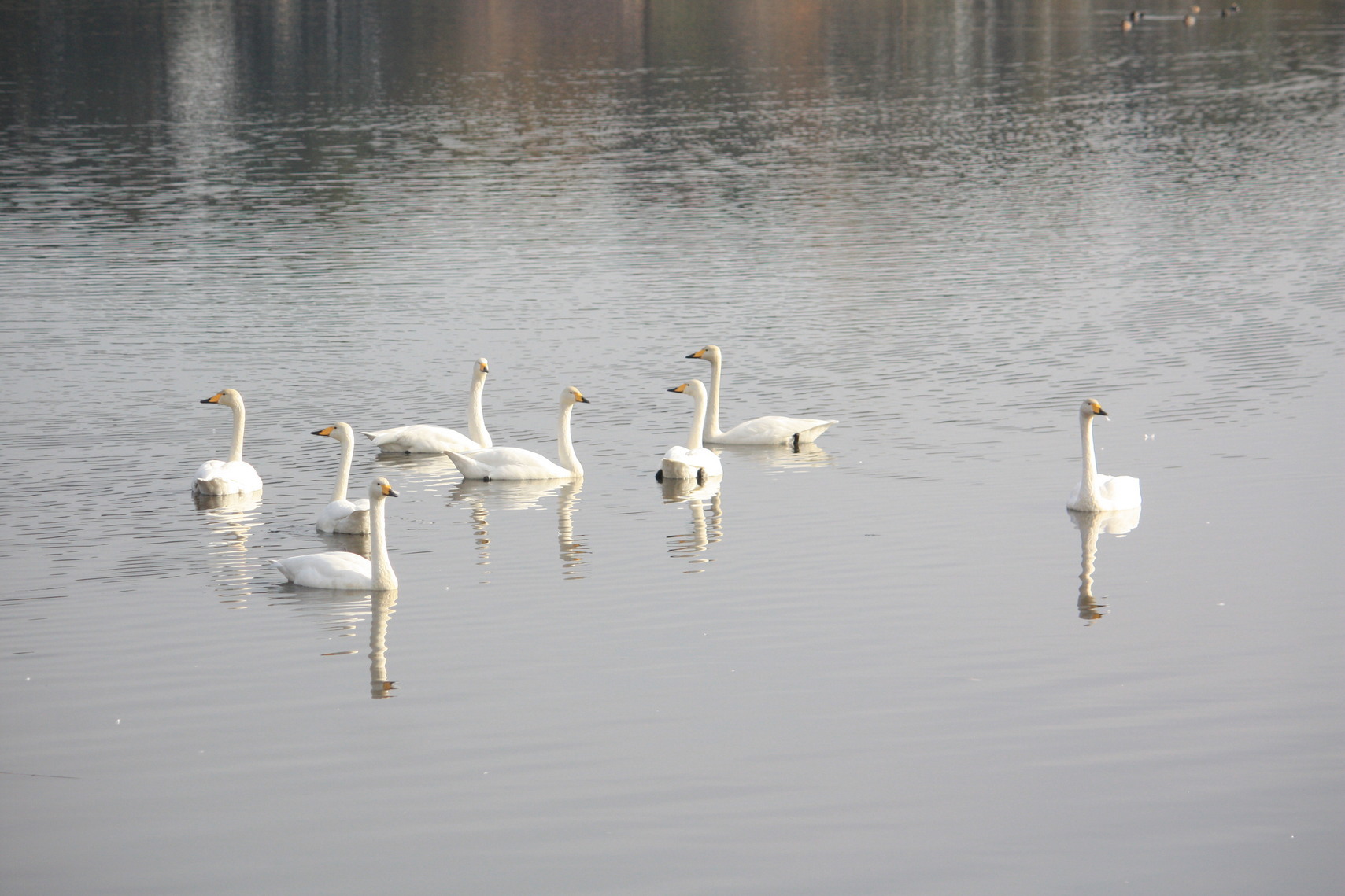 �����i�i���R�Ƃ̂ӂꂠ���j