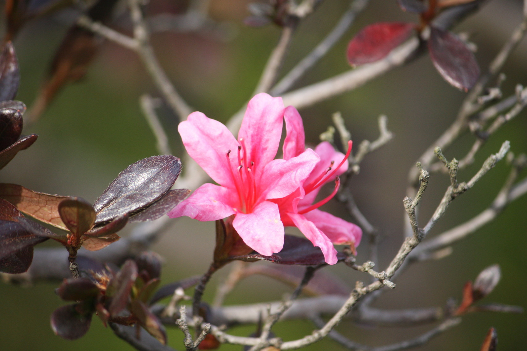 �����i�i���R�Ƃ̂ӂꂠ���j