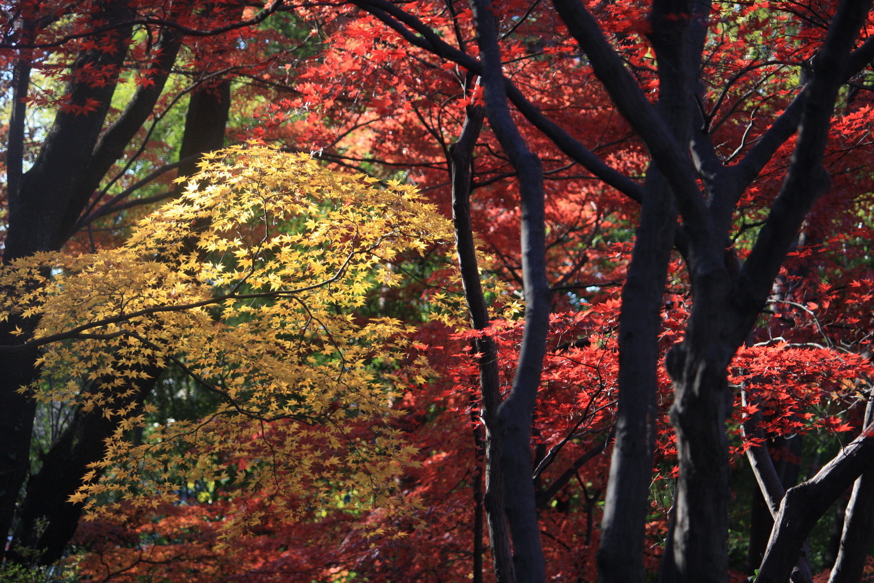 �����i�i���R�Ƃ̂ӂꂠ���j