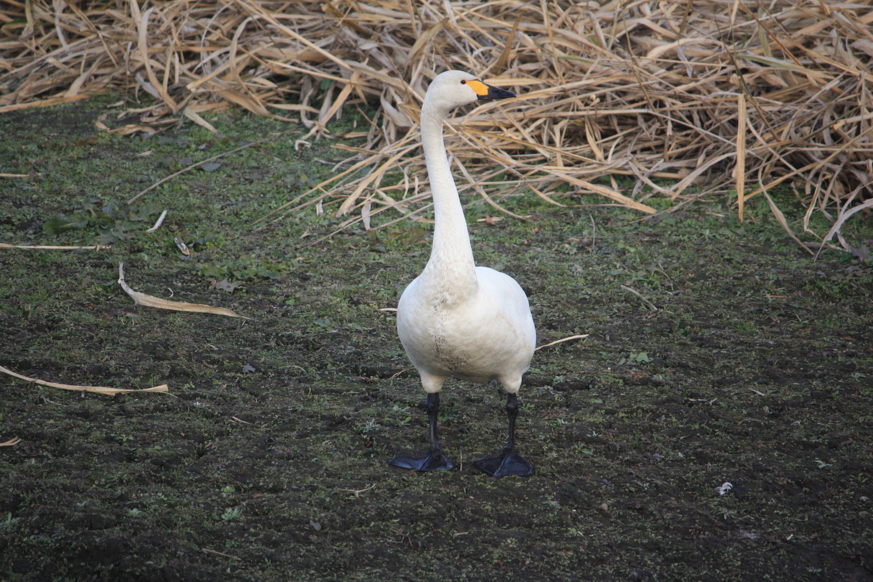 �����i�i���R�Ƃ̂ӂꂠ���j