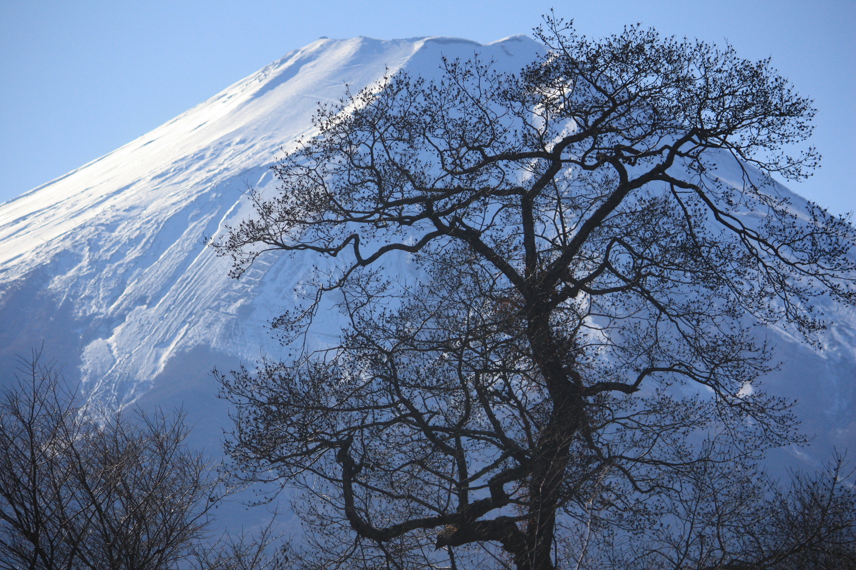 �����i�i���R�Ƃ̂ӂꂠ���j