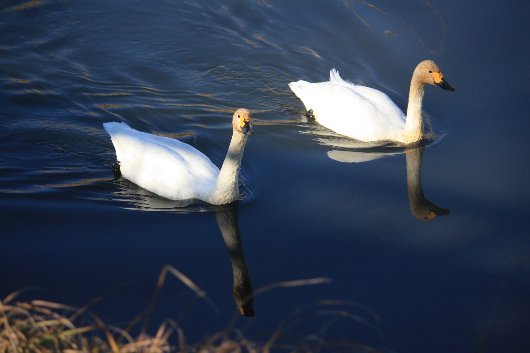 �����i�i���R�Ƃ̂ӂꂠ���j