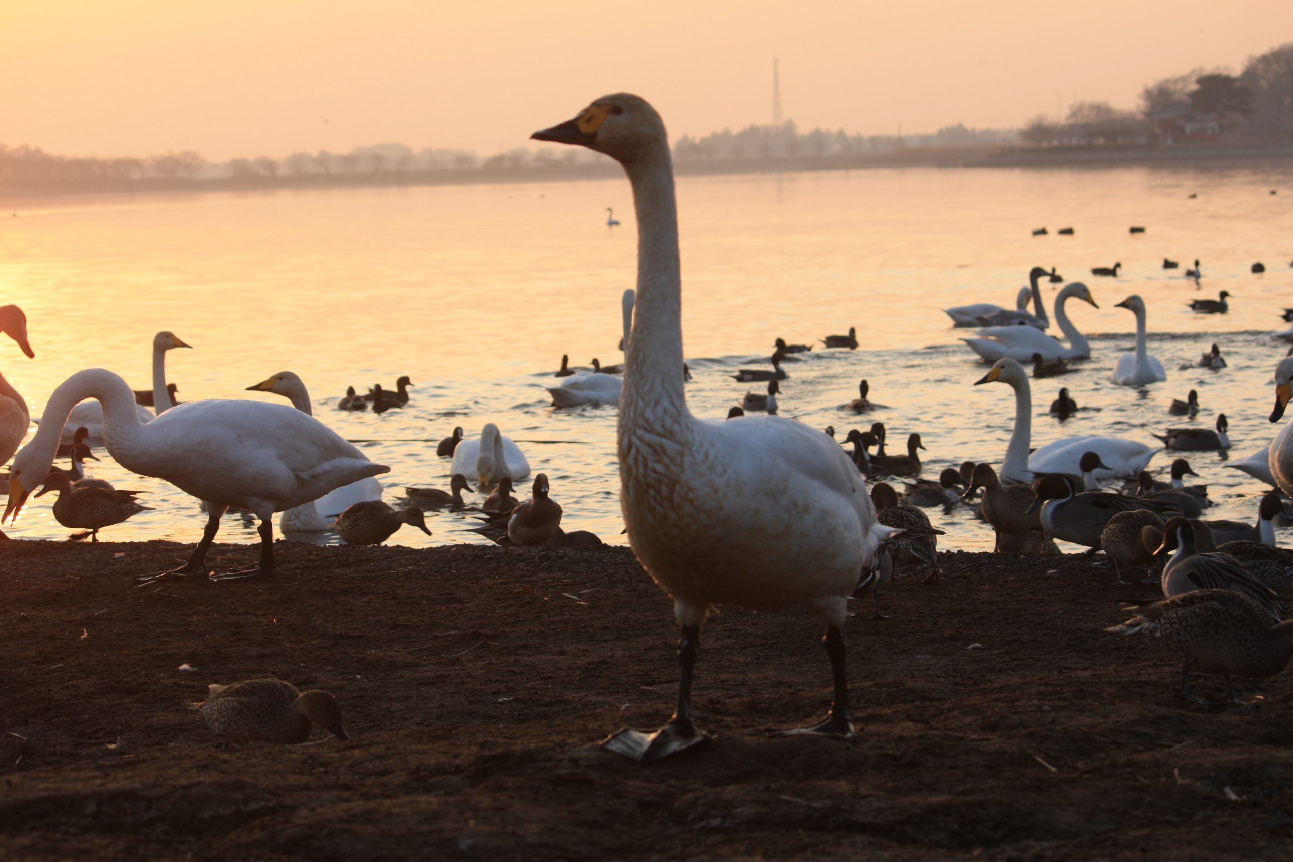 �����i�i���R�Ƃ̂ӂꂠ���j