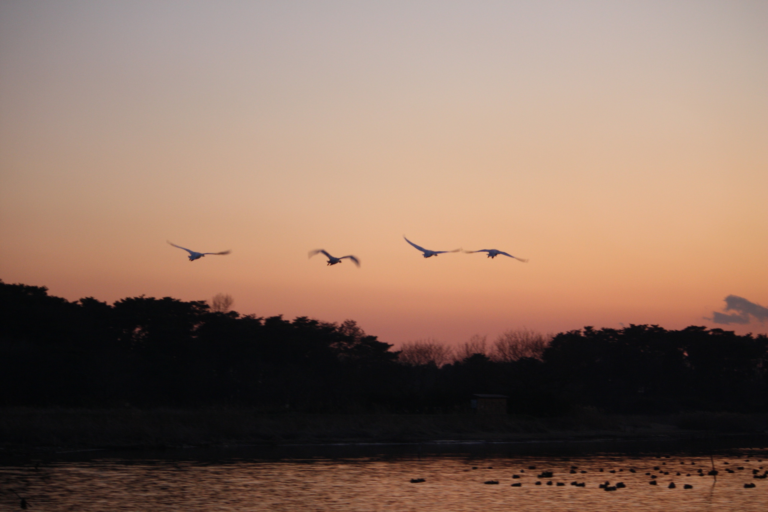 �����i�i���R�Ƃ̂ӂꂠ���j