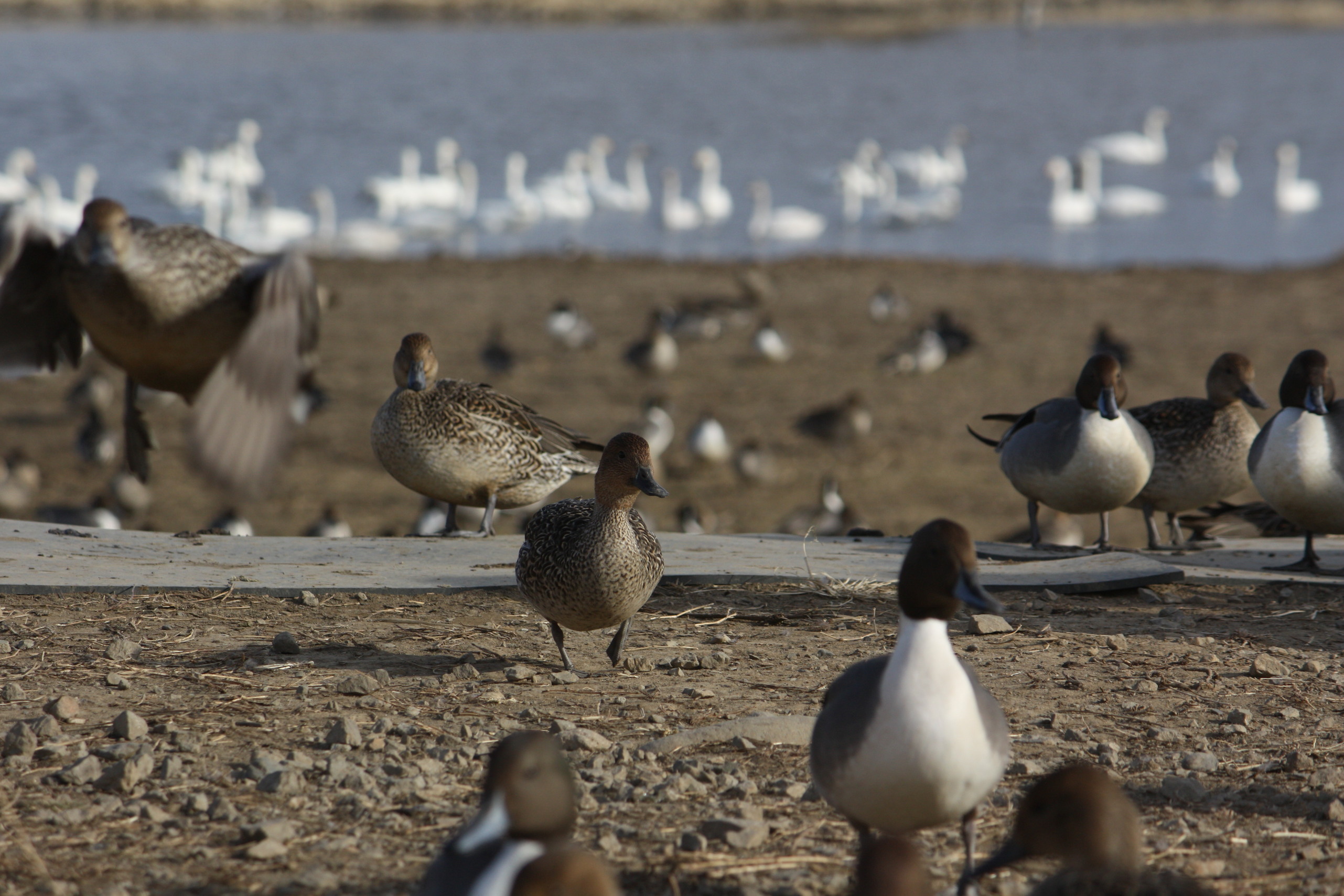 �����i�i���R�Ƃ̂ӂꂠ���j