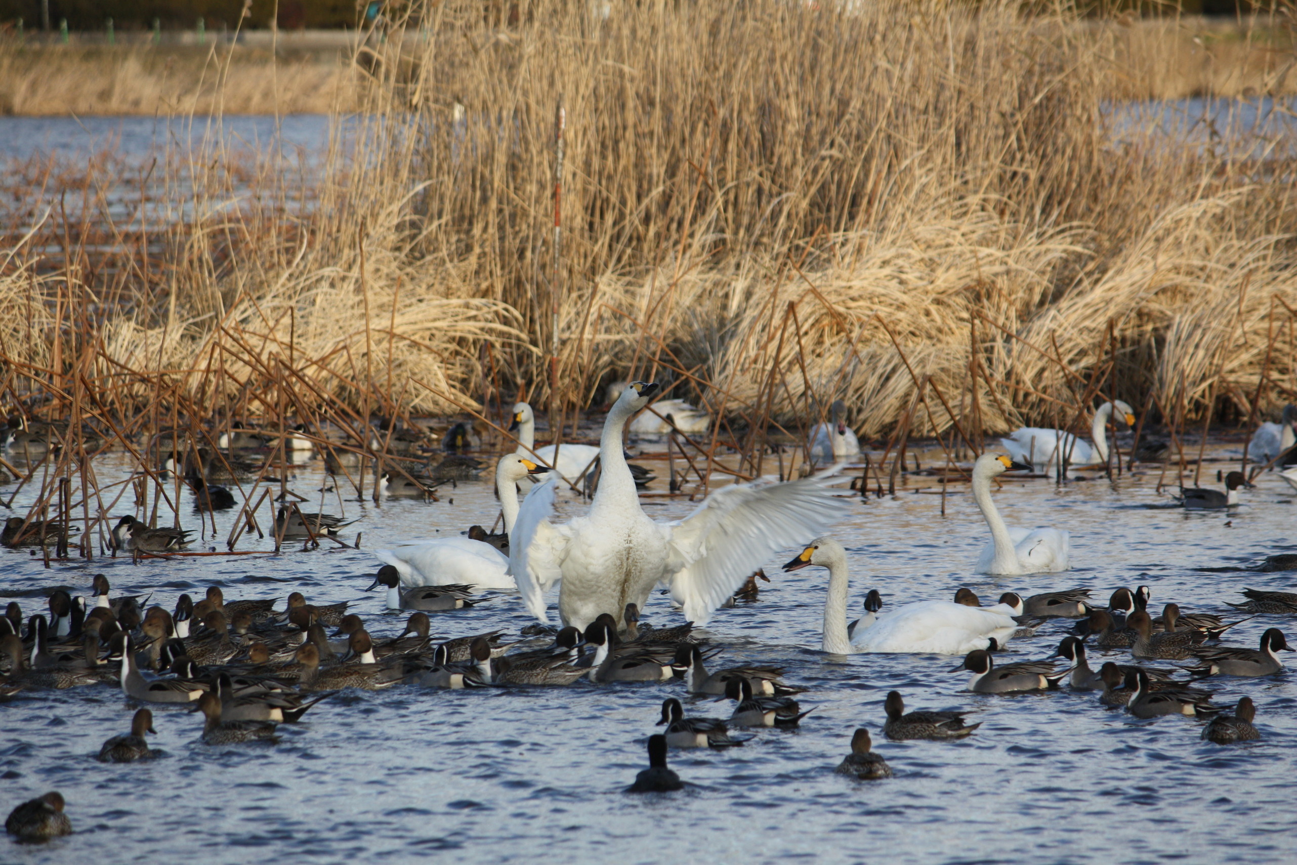 �����i�i���R�Ƃ̂ӂꂠ���j