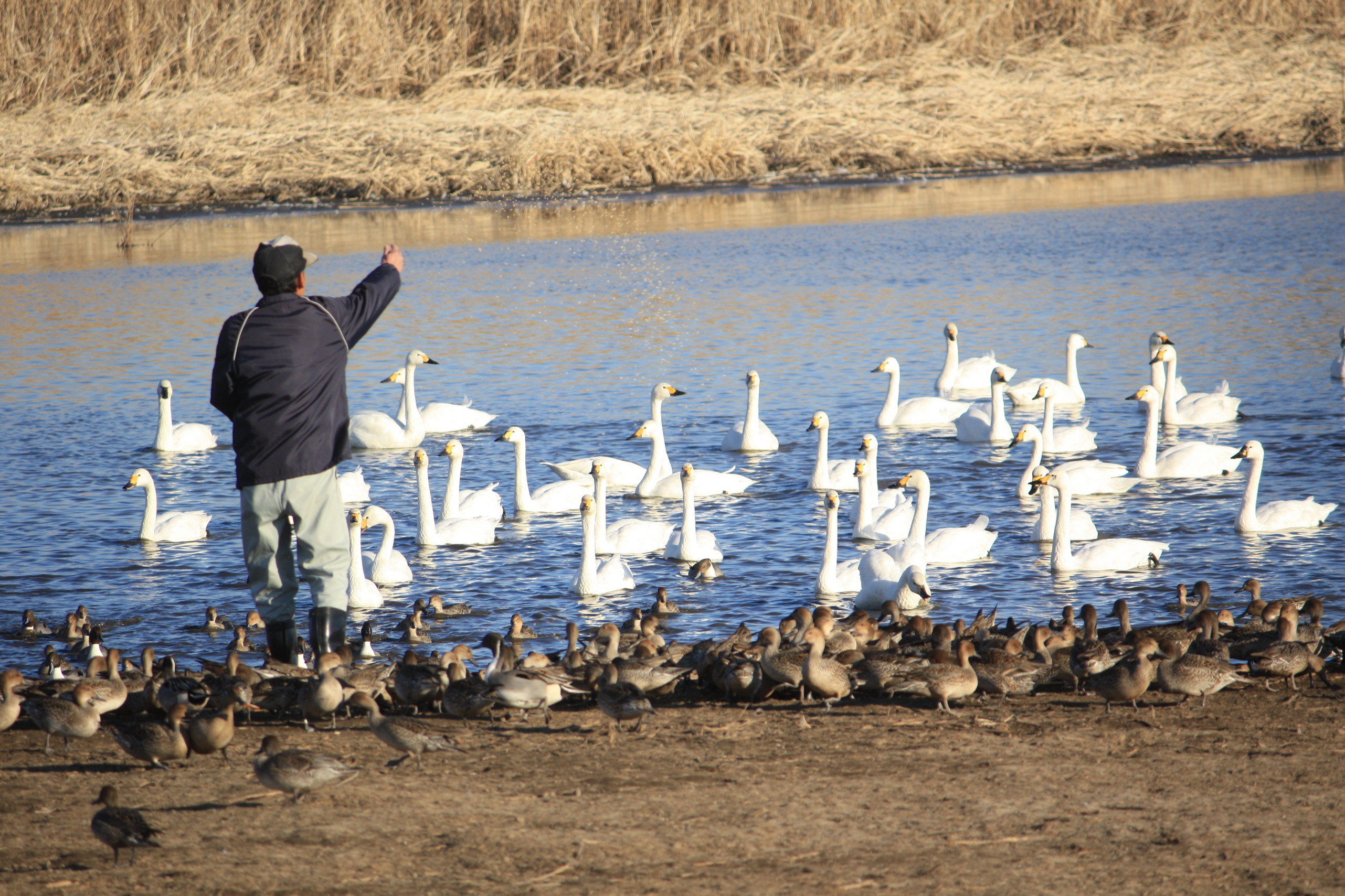 �����i�i���R�Ƃ̂ӂꂠ���j