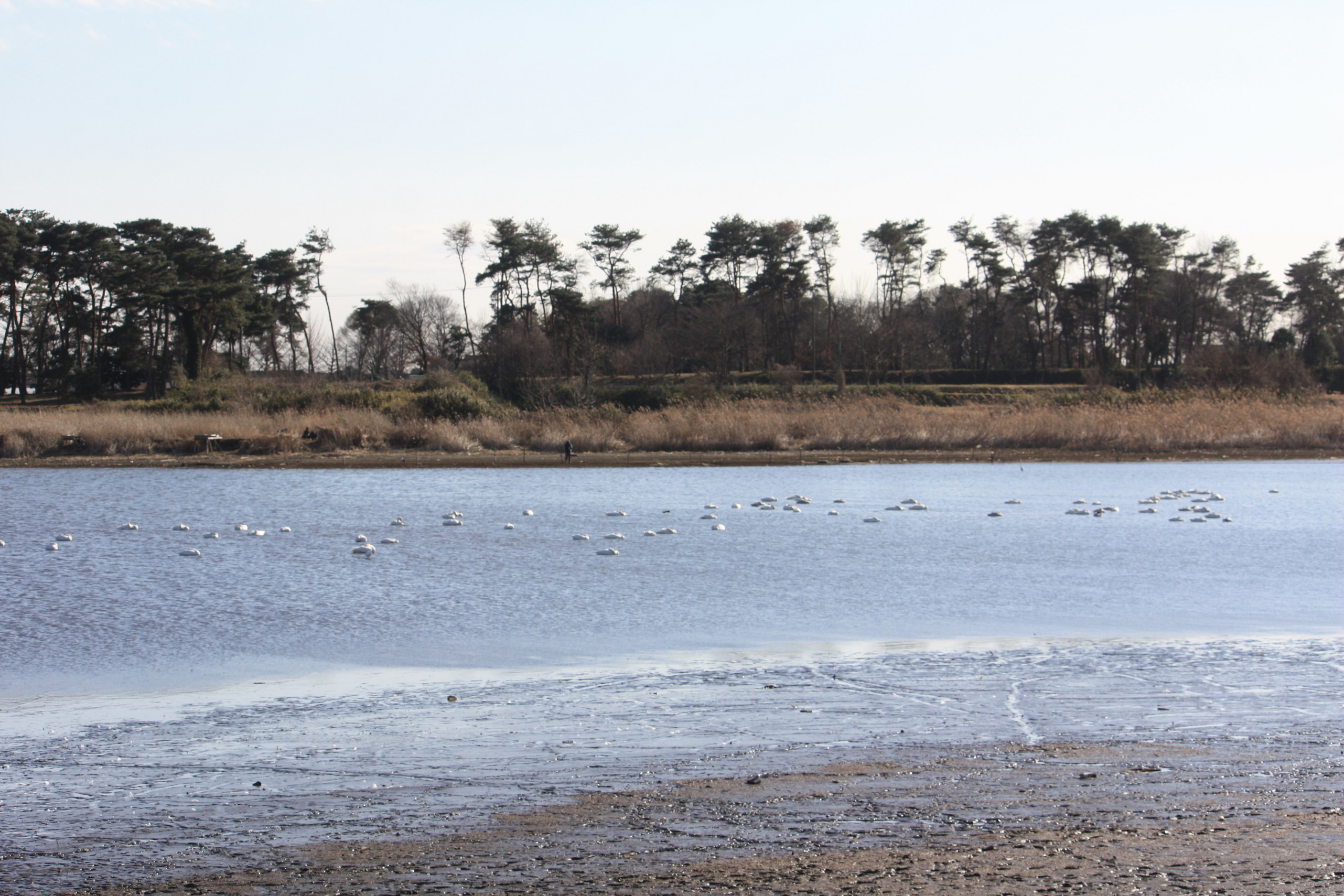 �����i�i���R�Ƃ̂ӂꂠ���j