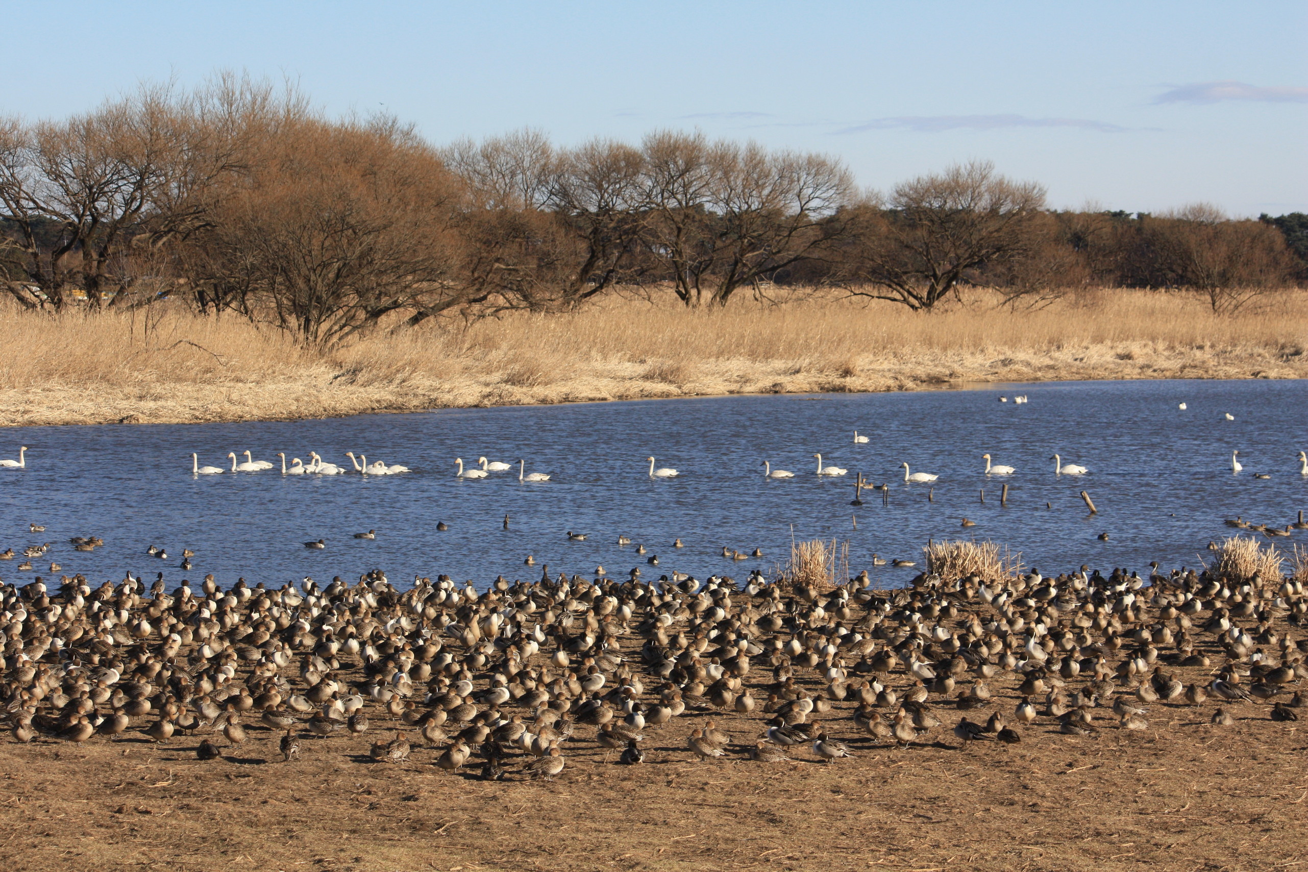 �����i�i���R�Ƃ̂ӂꂠ���j