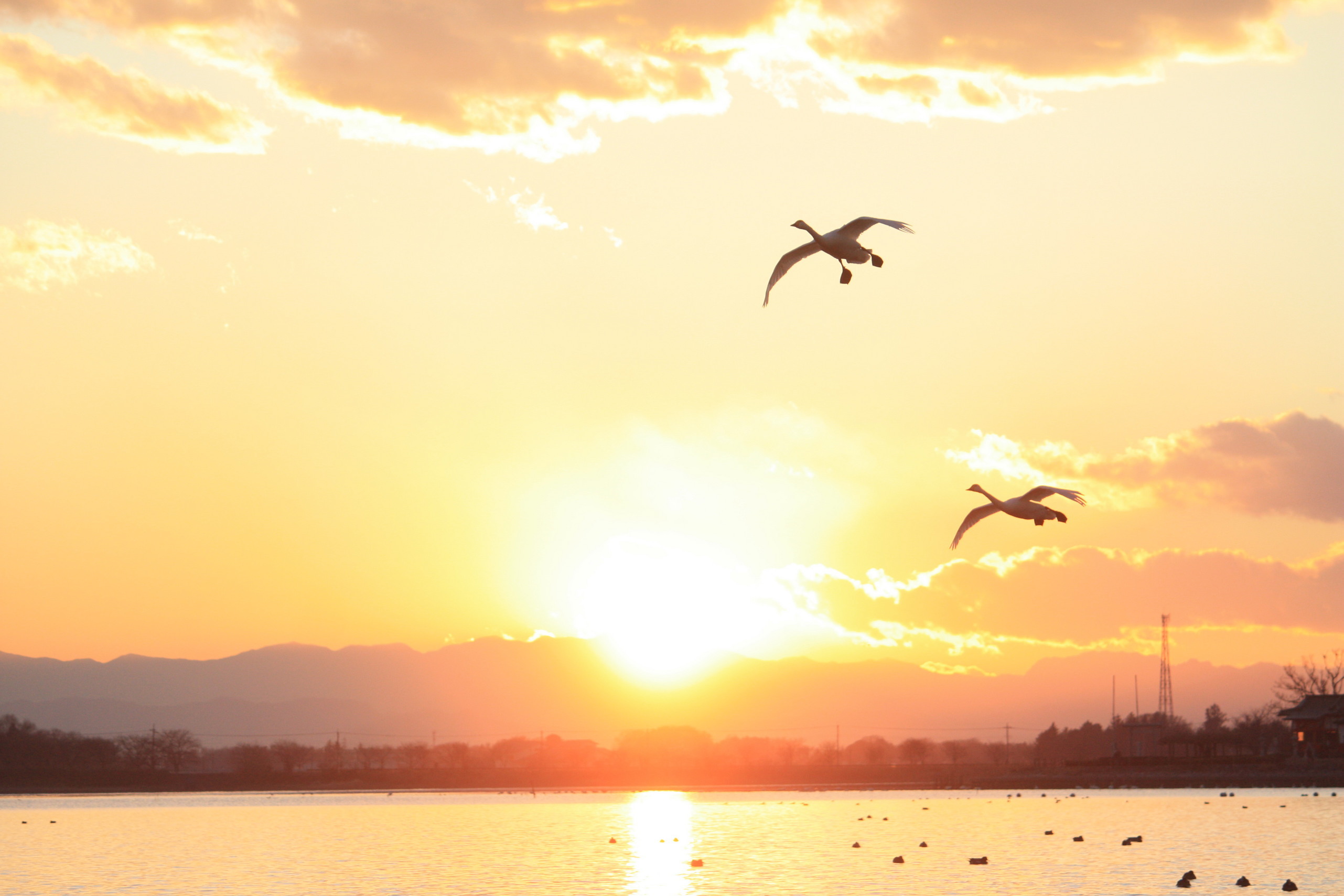 �����i�i���R�Ƃ̂ӂꂠ���j