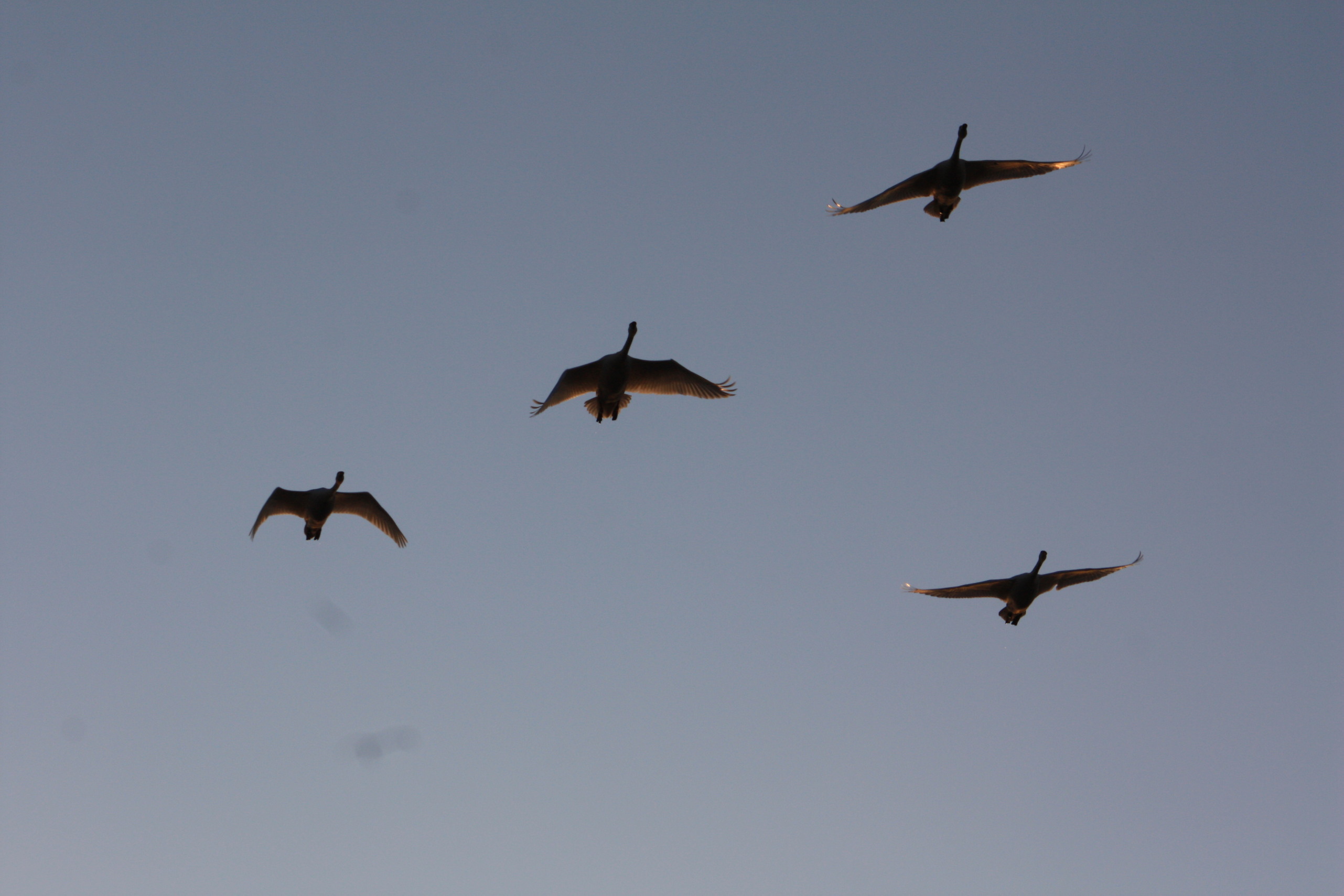 �����i�i���R�Ƃ̂ӂꂠ���j