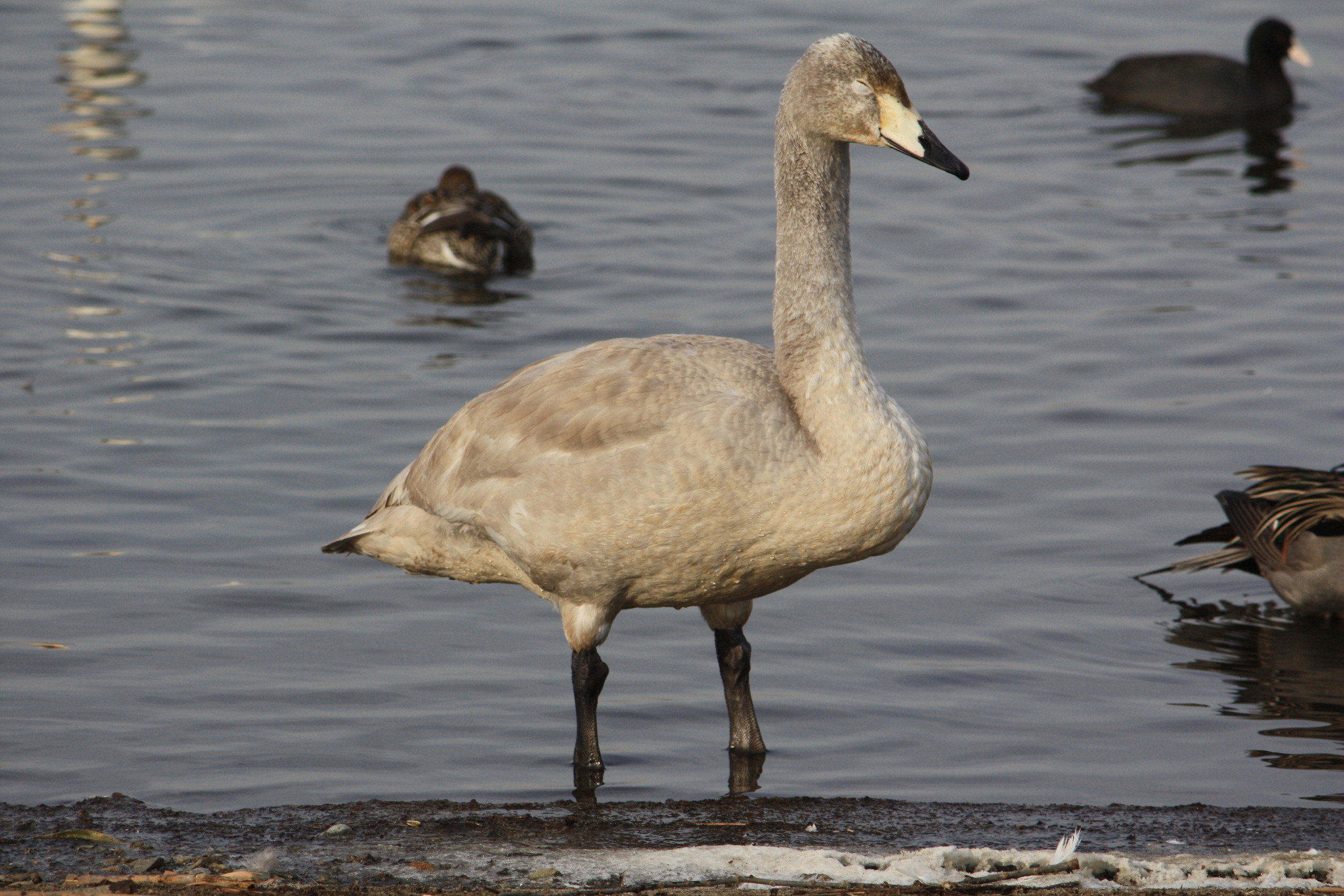 �����i�i���R�Ƃ̂ӂꂠ���j