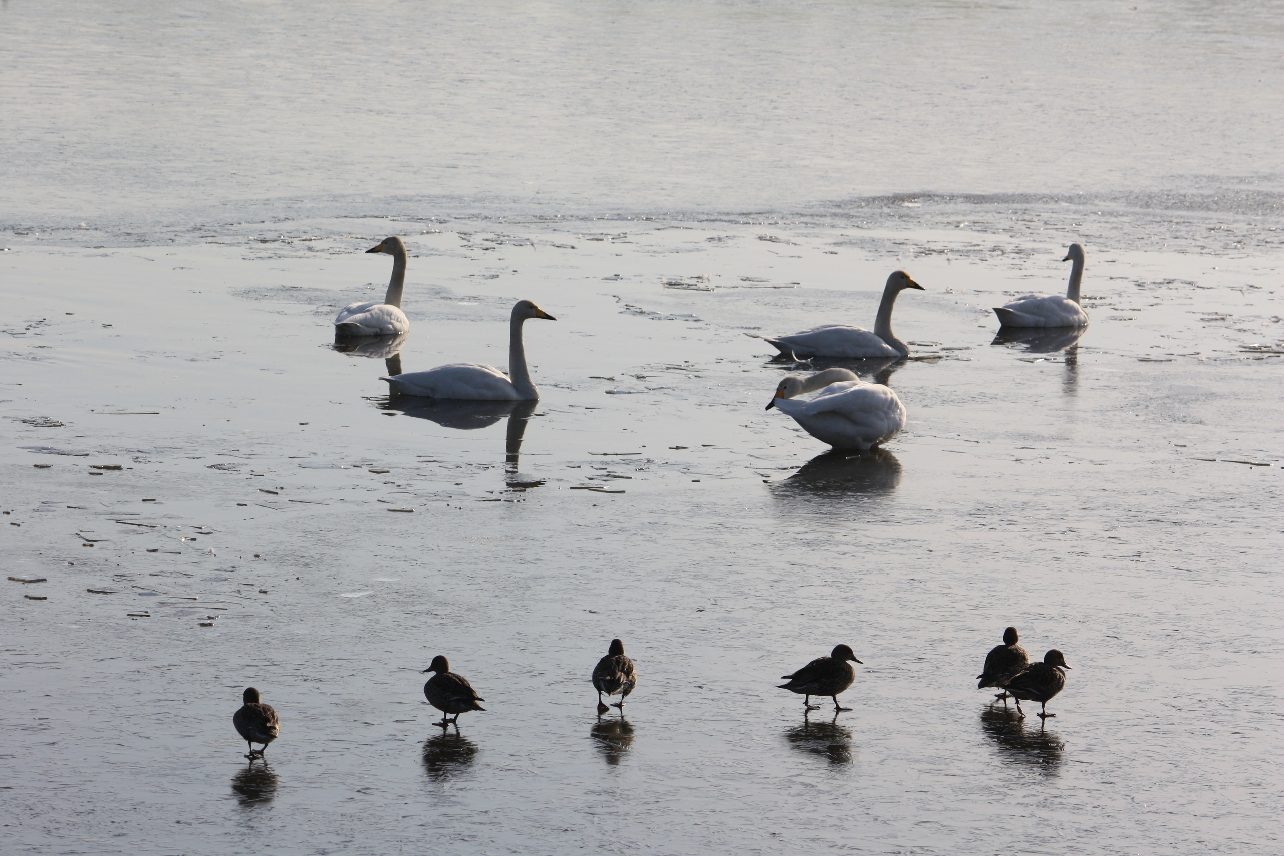 �����i�i���R�Ƃ̂ӂꂠ���j