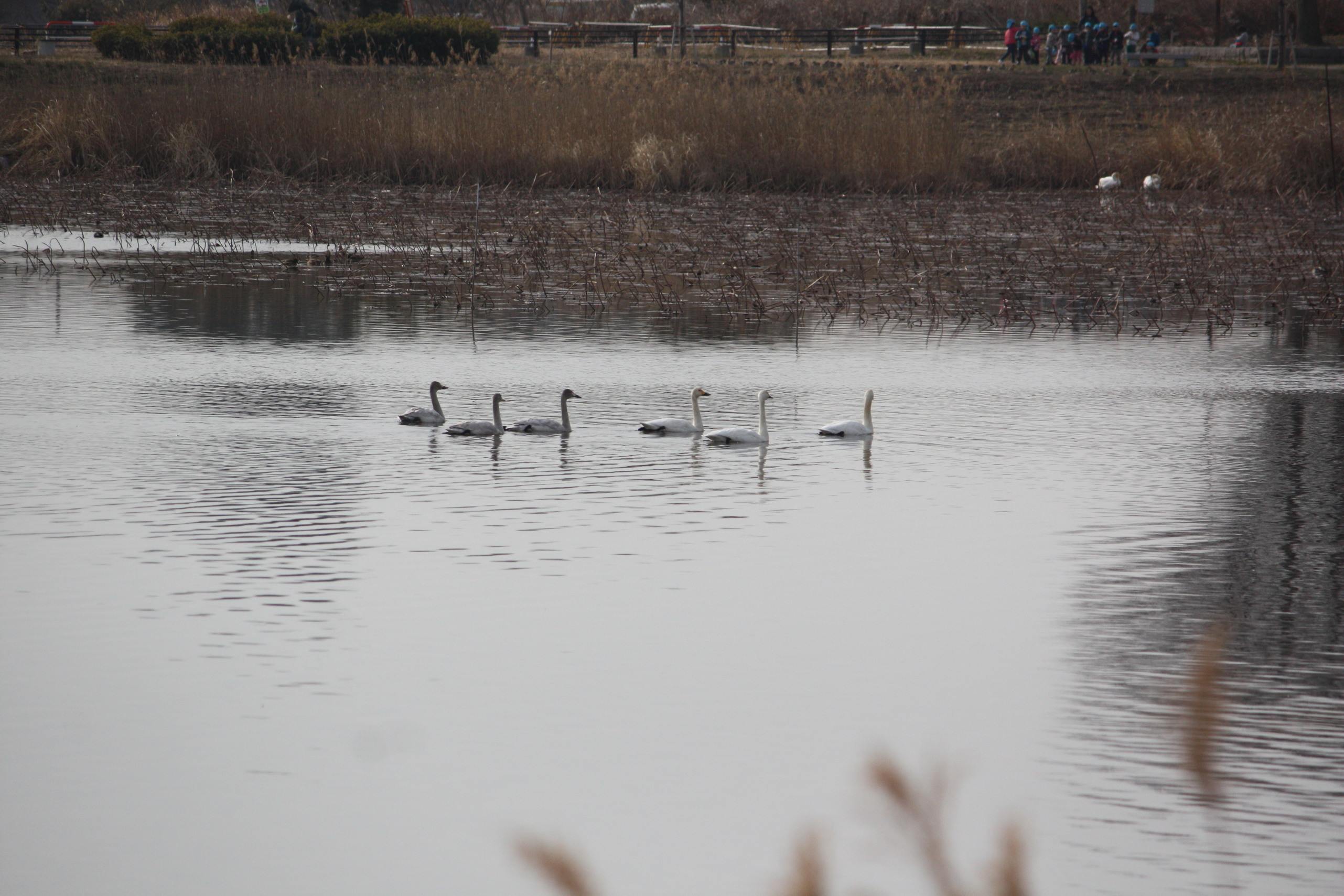 �����i�i���R�Ƃ̂ӂꂠ���j