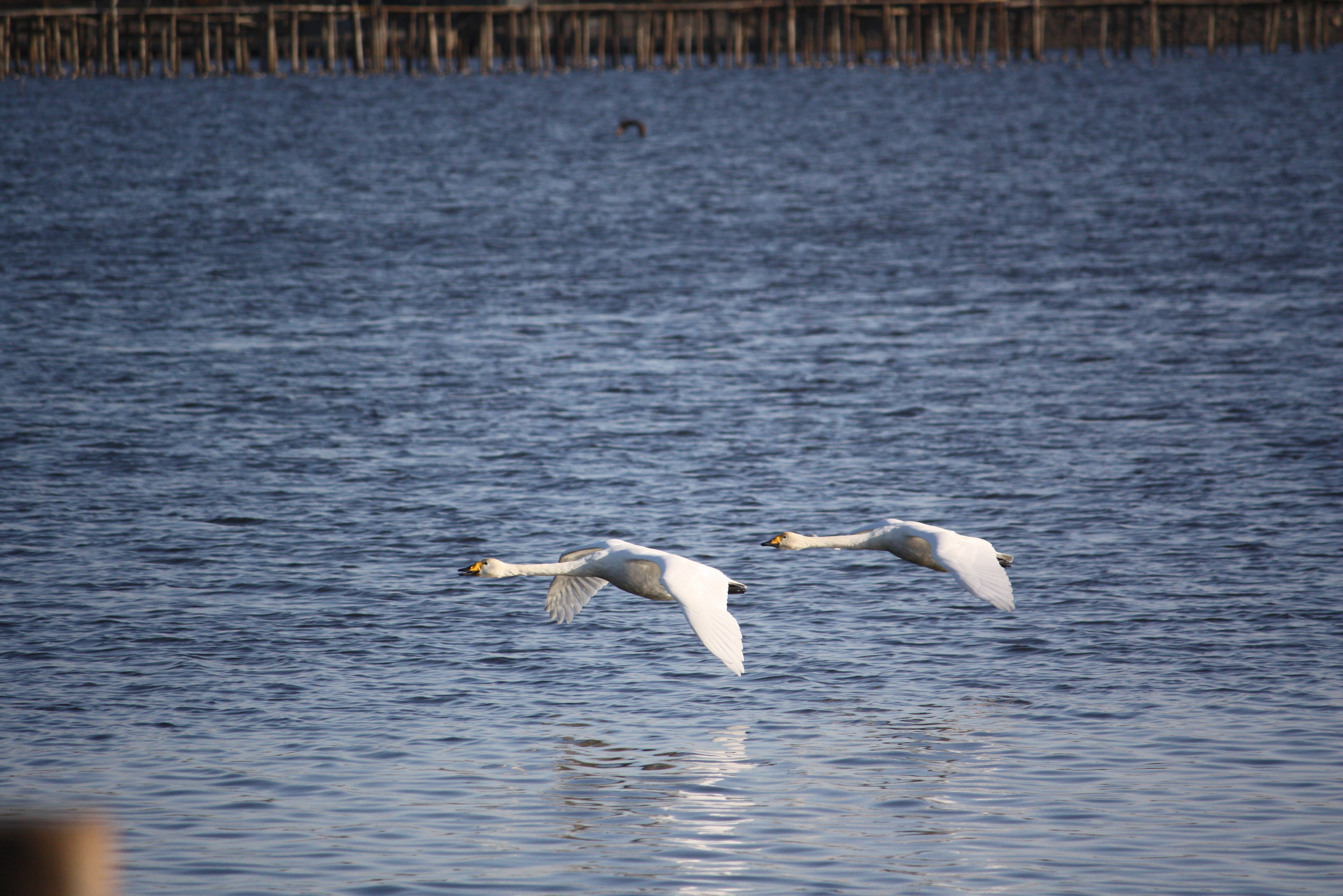 �����i�i���R�Ƃ̂ӂꂠ���j