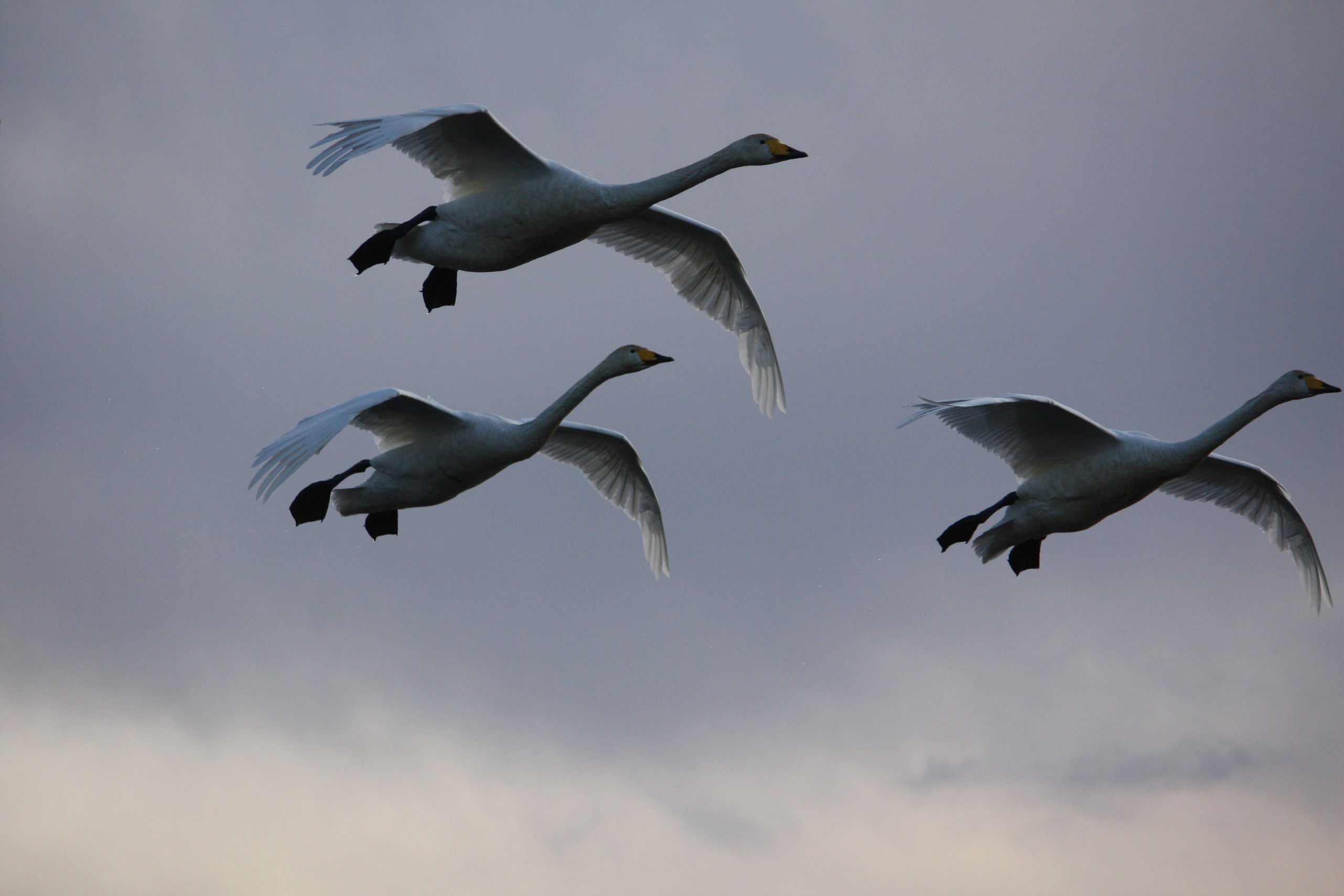 �����i�i���R�Ƃ̂ӂꂠ���j