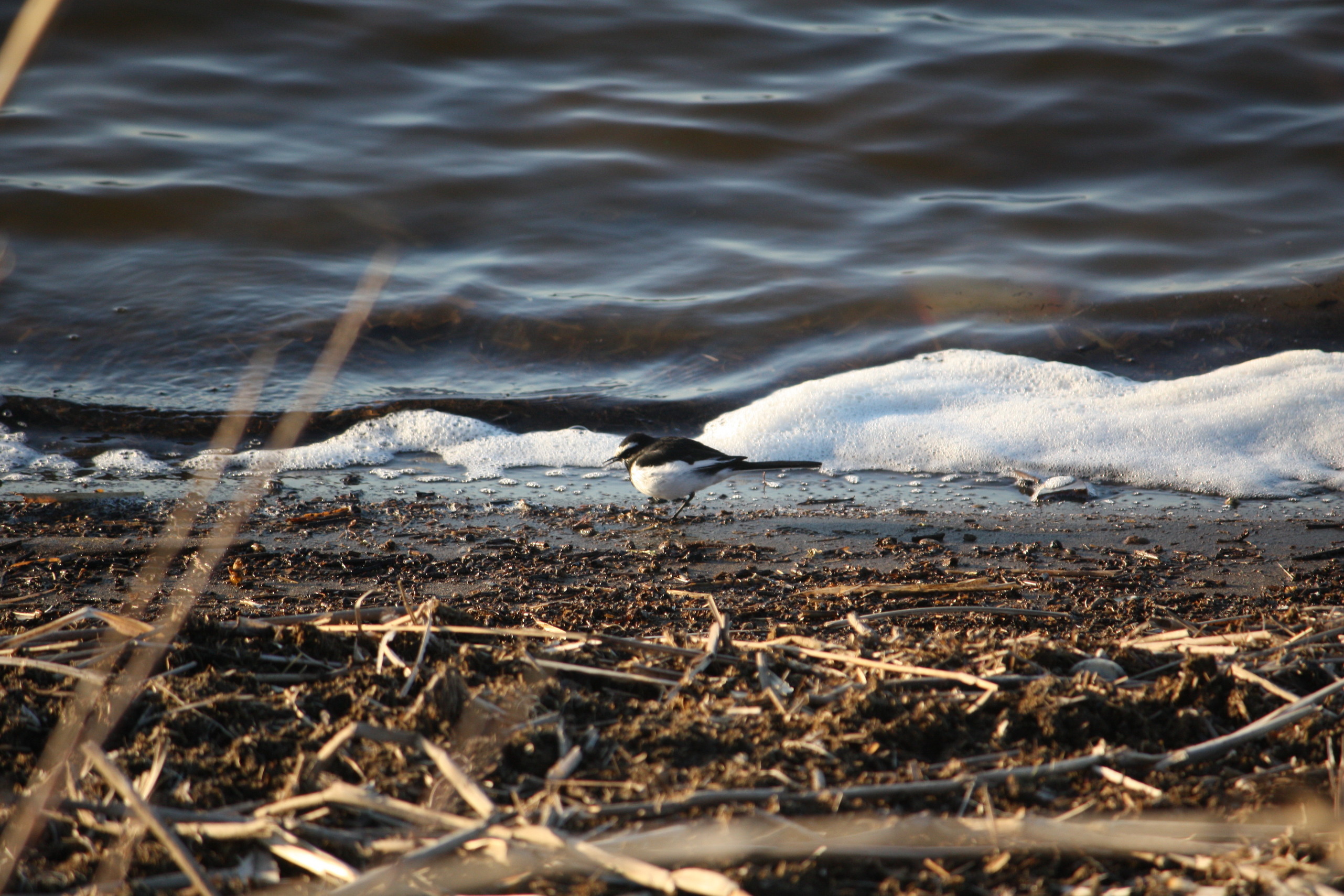 �����i�i���R�Ƃ̂ӂꂠ���j