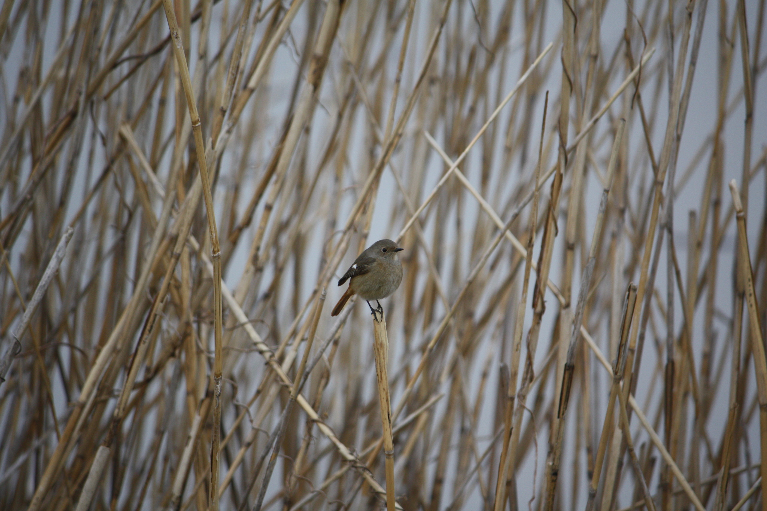 �����i�i���R�Ƃ̂ӂꂠ���j