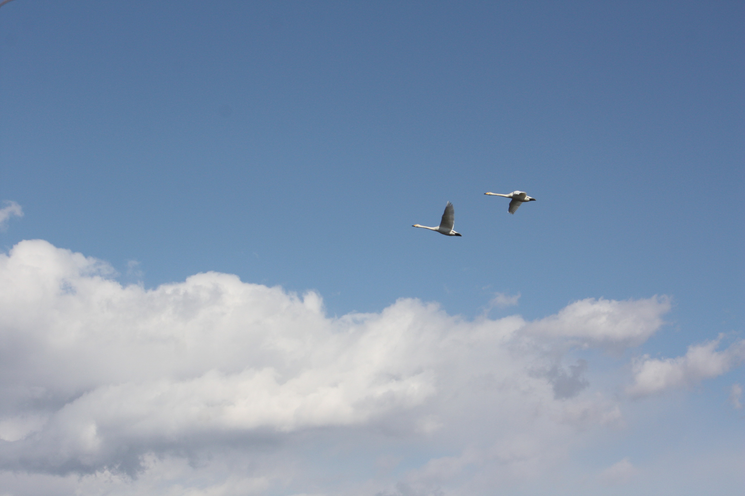 �����i�i���R�Ƃ̂ӂꂠ���j