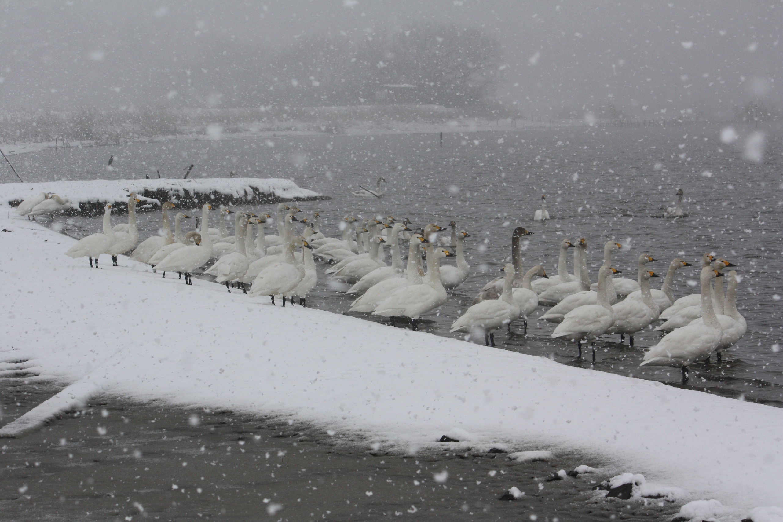 �����i�i���R�Ƃ̂ӂꂠ���j