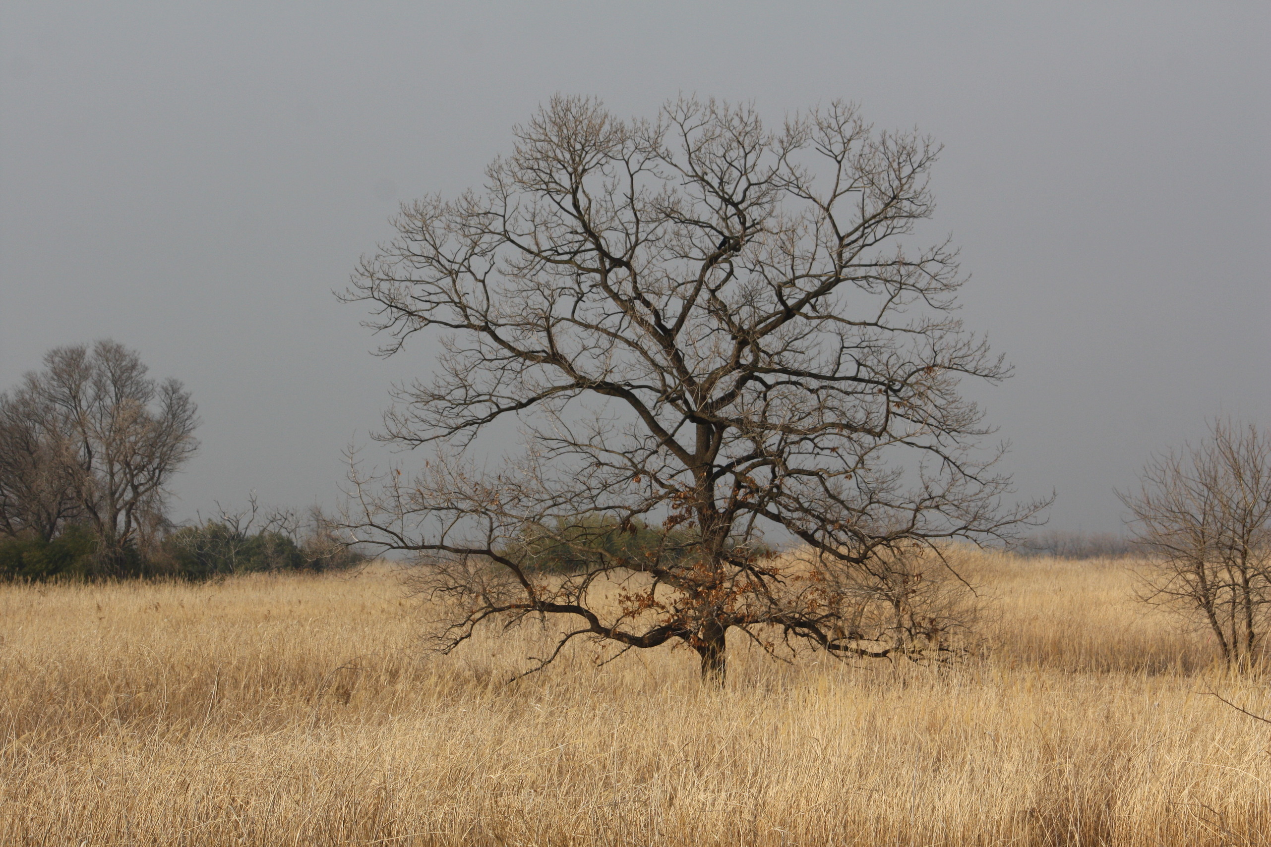 �����i�i���R�Ƃ̂ӂꂠ���j