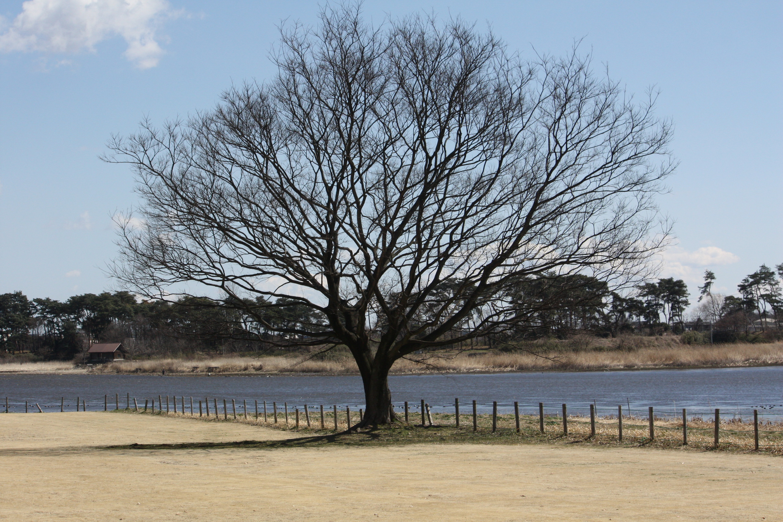 �����i�i���R�Ƃ̂ӂꂠ���j