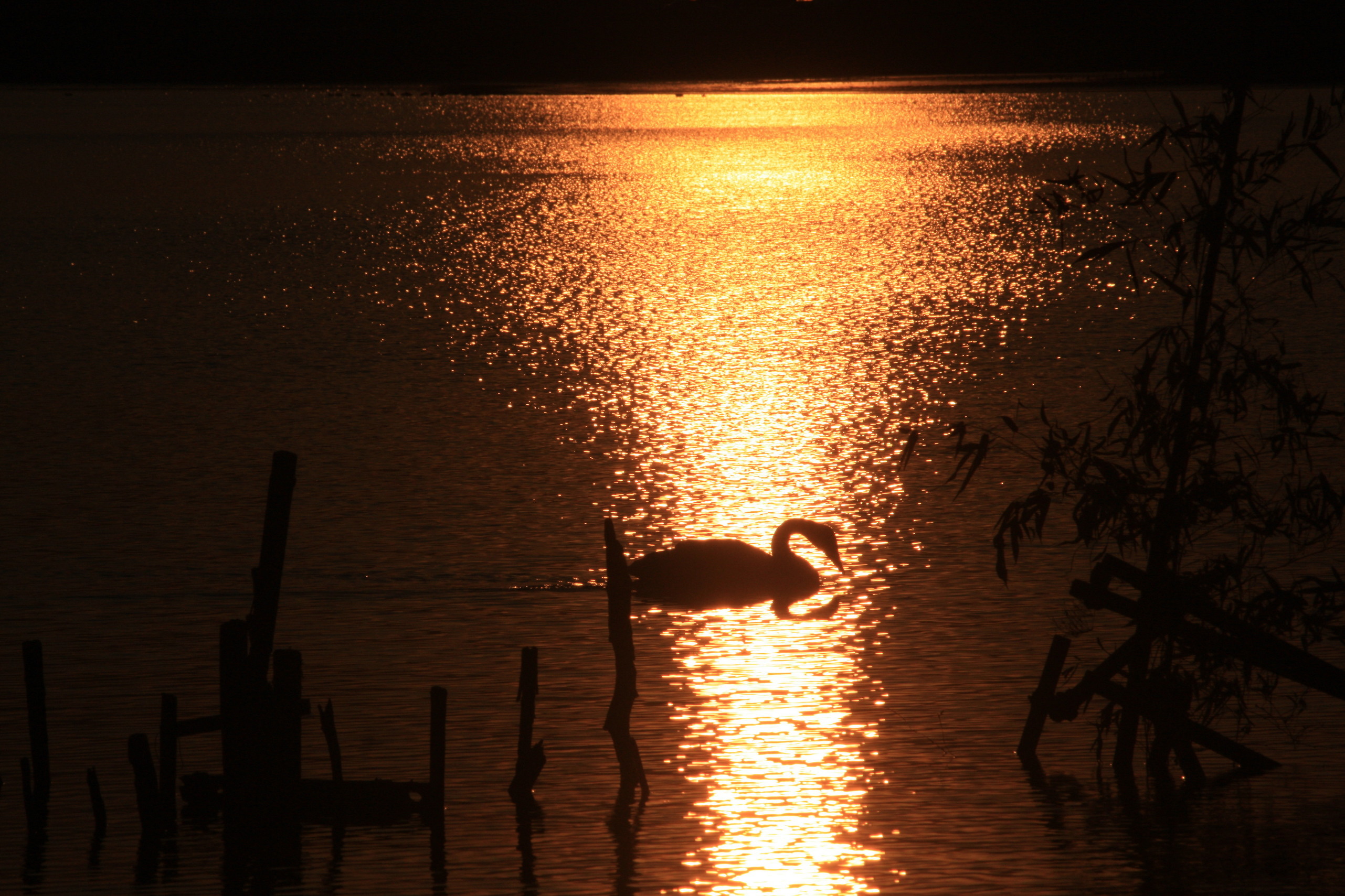 �����i�i���R�Ƃ̂ӂꂠ���j