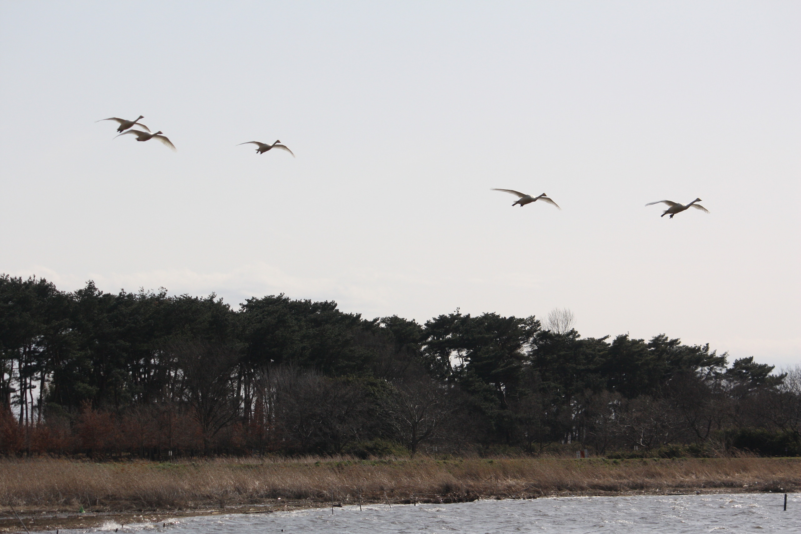 �����i�i���R�Ƃ̂ӂꂠ���j