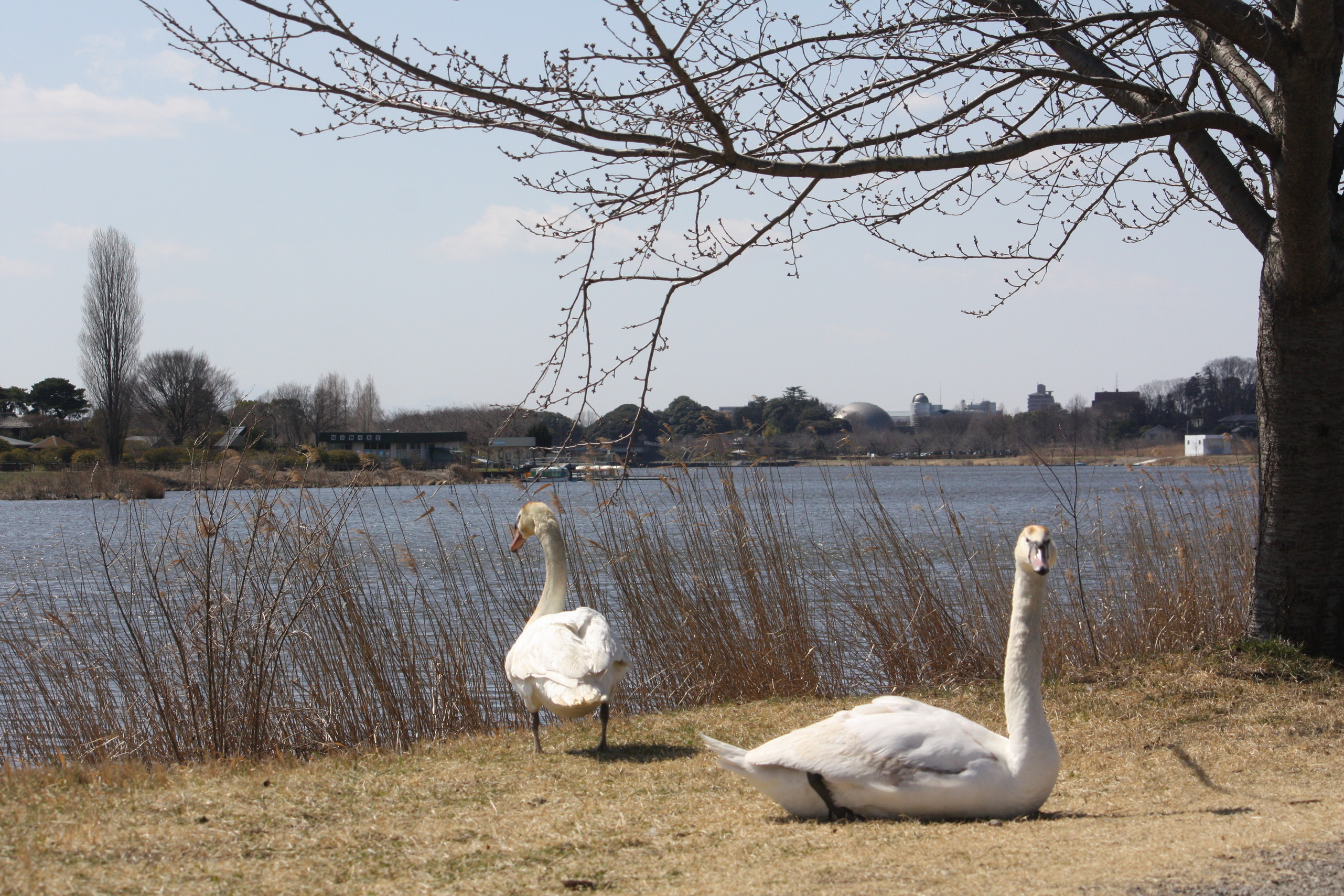 �����i�i���R�Ƃ̂ӂꂠ���j