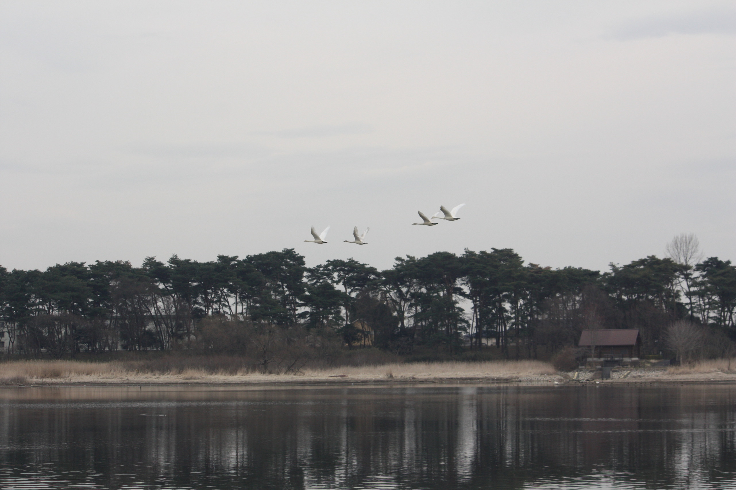 �����i�i���R�Ƃ̂ӂꂠ���j