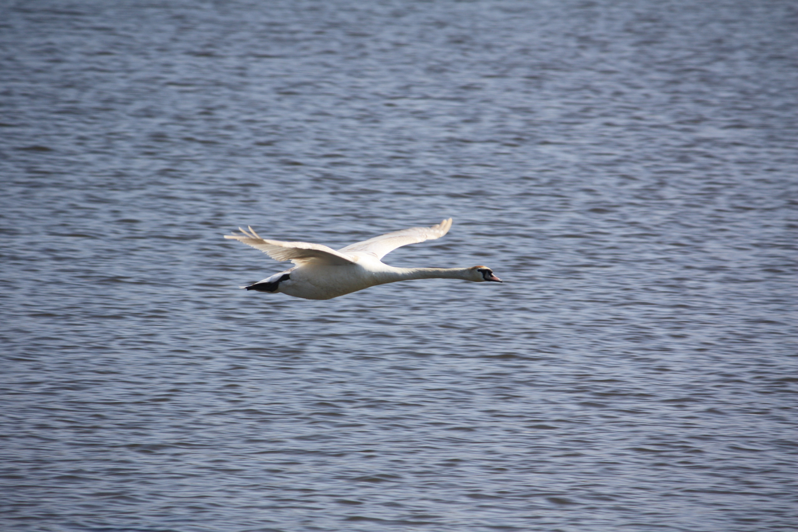 �����i�i���R�Ƃ̂ӂꂠ���j