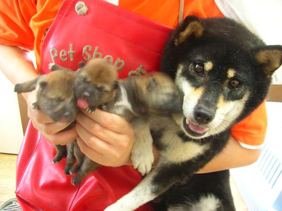 �o�����@�r�������@����ҁ`