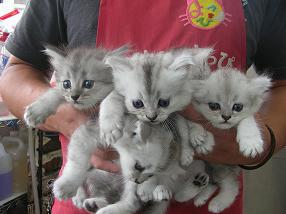 �o�����@�r�������@����ҁ`