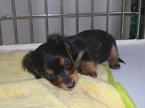 �o�����@�r�������@����ҁ`