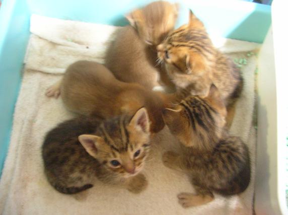 �o�����@�r�������@����ҁ`