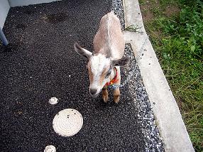 �o�����@�r�������@����ҁ`