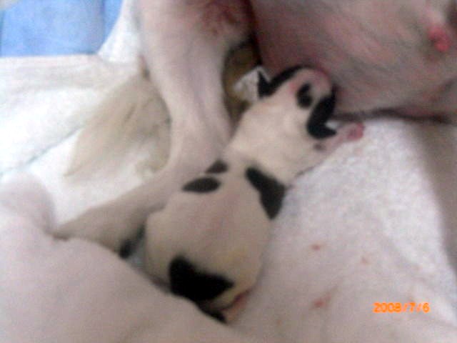 �o�����@�r�������@����ҁ`