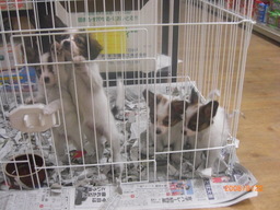 �o�����@�r�������@����ҁ`