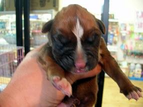 �o�����@�r�������@����ҁ`