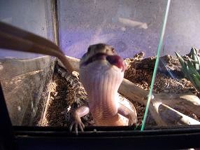 �o�����@�r�������@����ҁ`