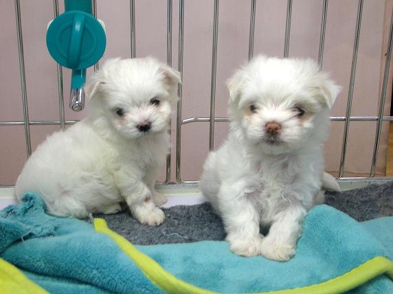 �o�����@�r�������@����ҁ`