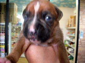 �o�����@�r�������@����ҁ`